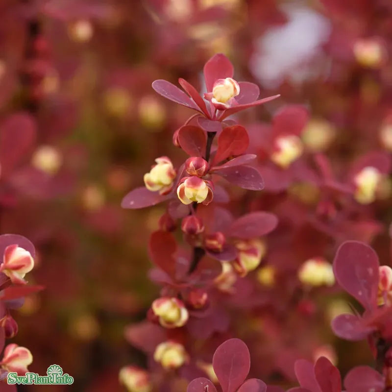 Berberis thunbergii ‘Orange Rocket‘ C18 XXL 50-60cm - Kundfavorit