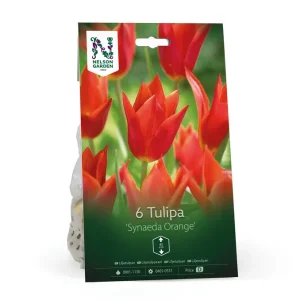 Precis tillagt - Liljetulpan ‘Synaeda Orange‘