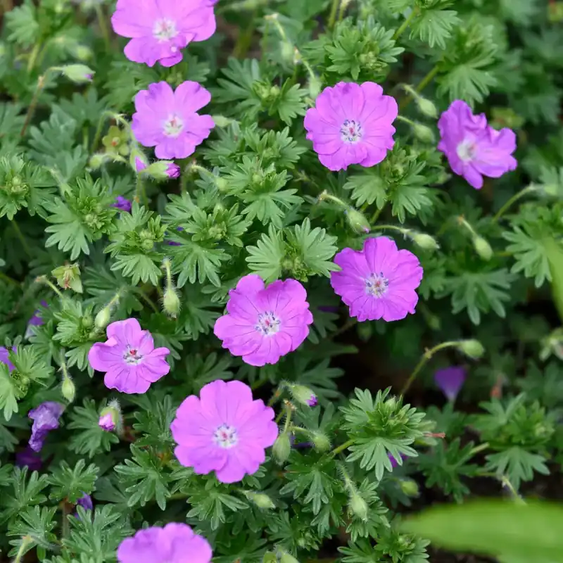 Beställ online | Blodnäva ‘Vision Violet‘ 11 cm Liljedalgårdens Perenner