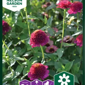 Zinnia ‘Cresto! Violet‘ - Premiumkvalitet