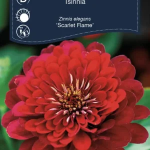 Zinnia ‘Scarlet Flame‘ - Reapris
