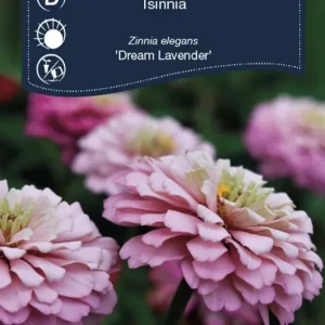 Zinnia ‘Dream Lavender‘ | Slutrea