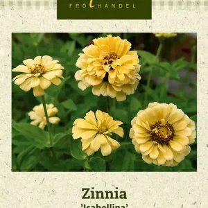 Zinnia ‘Isabellina‘ - Rabatter