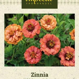 Zinnia ‘Oklahoma Salmon‘ - Fyndpris