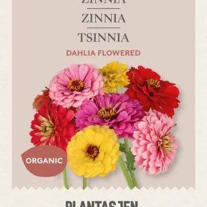 Zinnia ‘Dahlia Flowered‘ mix - Köp nu