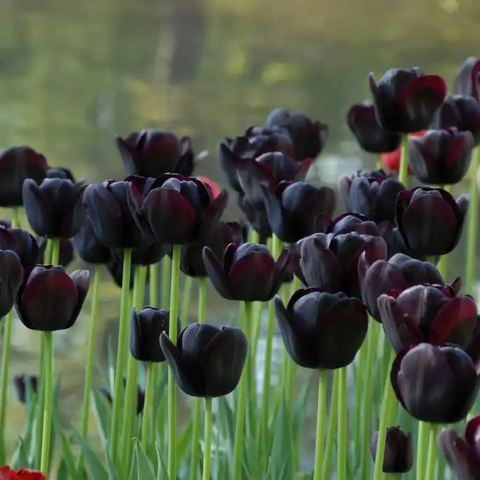Trygg betalning - Tulipa gesneriana Queen of Night, Enkel Sen Tulpan 7st