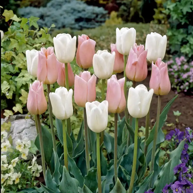 Tulipa gesneriana Sweet Candy Mix, Triumftulpan Mix 10st - Fabrikspris