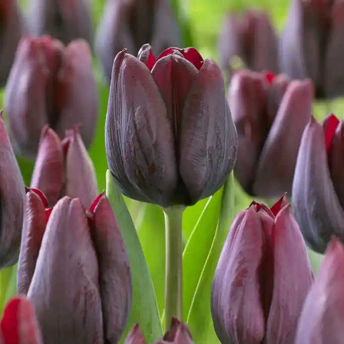 Tulipa gesneriana Ronaldo, Triumftulpan 10st - Specialpris