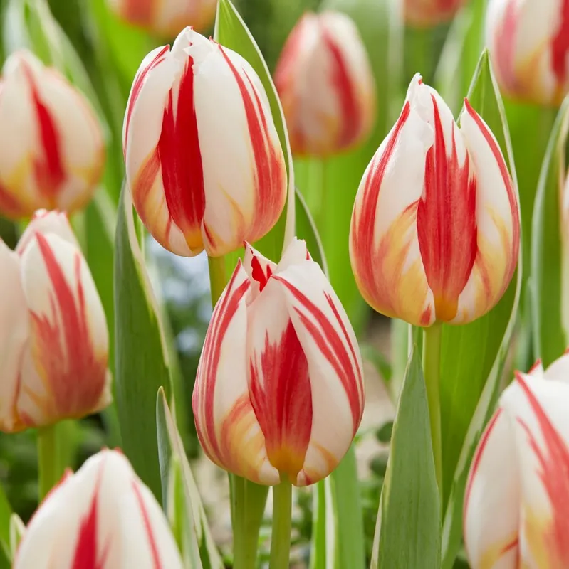 Ny produkt - Tulipa gesneriana Carnival de Rio, Triumftulpan 10st