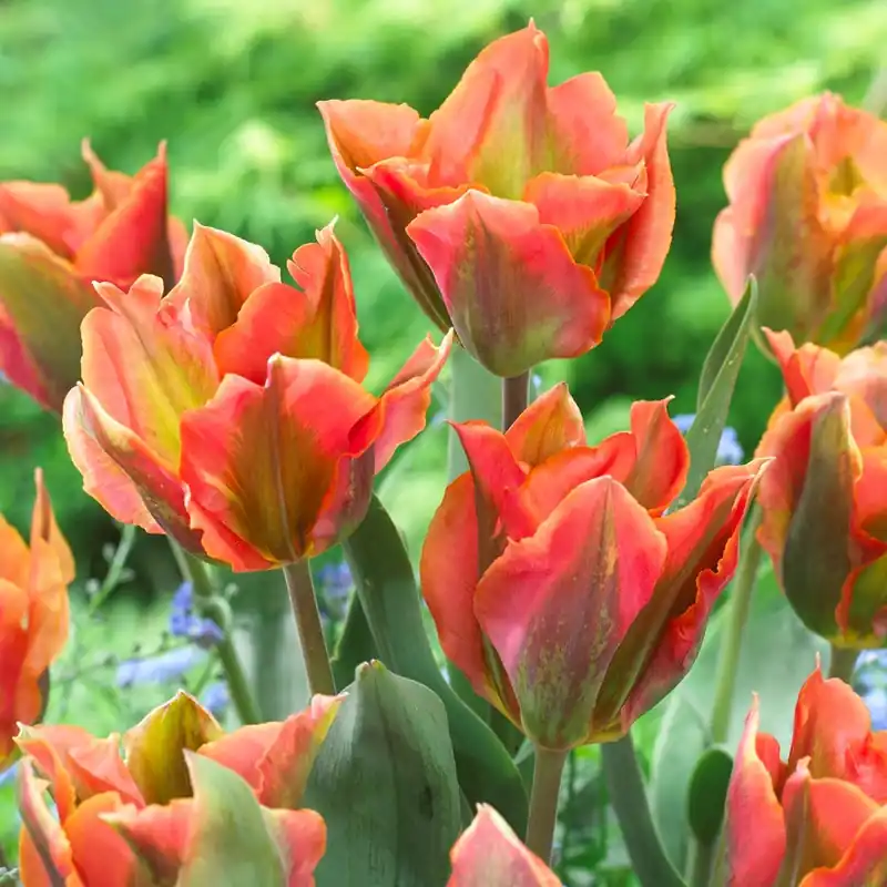 Tulipa viridiflora Artist, Grönbandad Tulpan 7st - Ny lansering