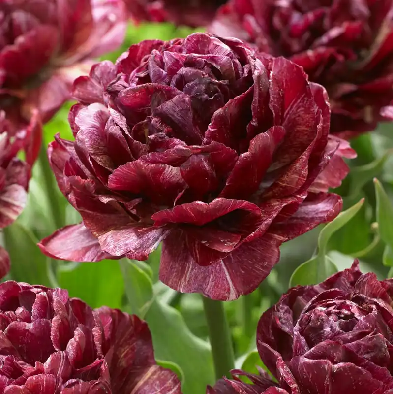Tulipa gesneriana Nachtwacht, Dubbel Tidig Tulpan 5st | Snabb leverans