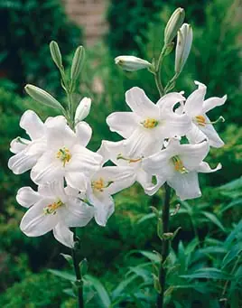 Så länge lagret räcker | Lilium candidum, Madonnalilja 1st