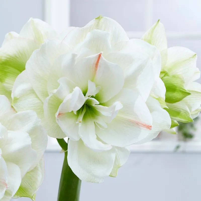 Hippeastrum White Amadeus ®, Amaryllis | Fyndpris