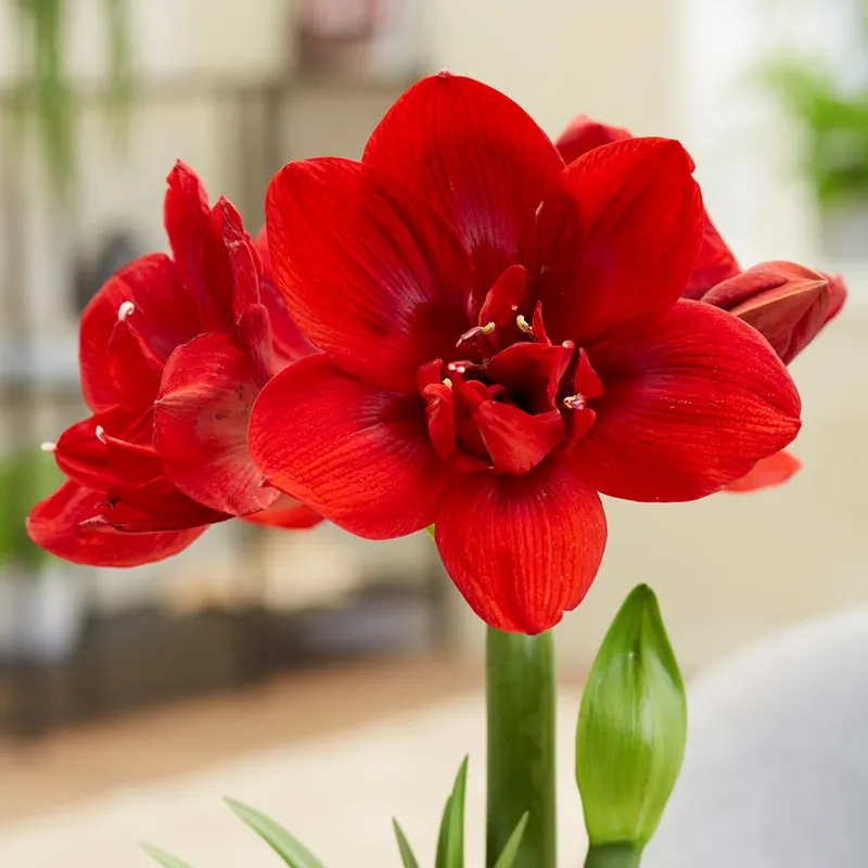 Hippeastrum Velvet Nymph ®, Amaryllis | Nytt hos oss