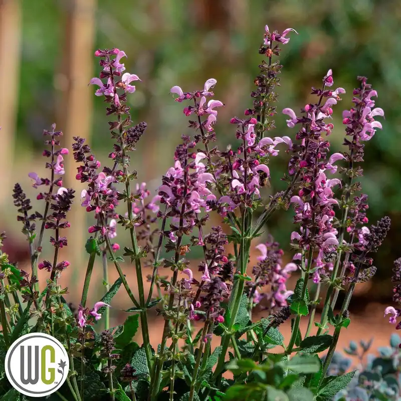 Begränsat antal - Salvia nemorosa Pink Dawn ®, Stäppsalvia