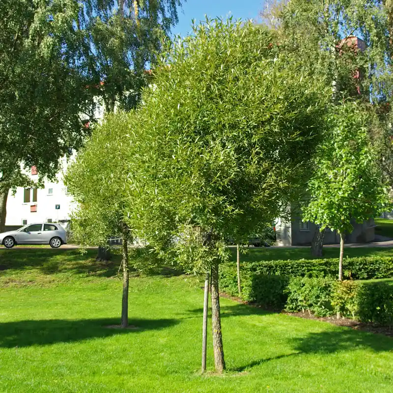 Rekommenderas | Salix fragalis Bullata, Klotpil