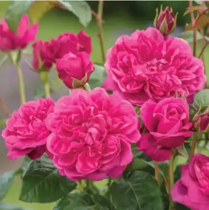 Kanonerbjudande - Rosa austin James L. Austin ®, Engelsk Buskros