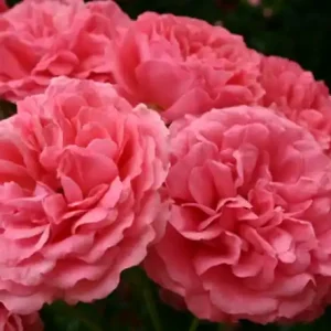 Rosarium Uetersen, Buskros/Klätterros, C4 - Handla nu