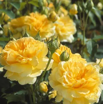 Rosa austin Molineux ®, Engelsk Buskros - Säker betalning