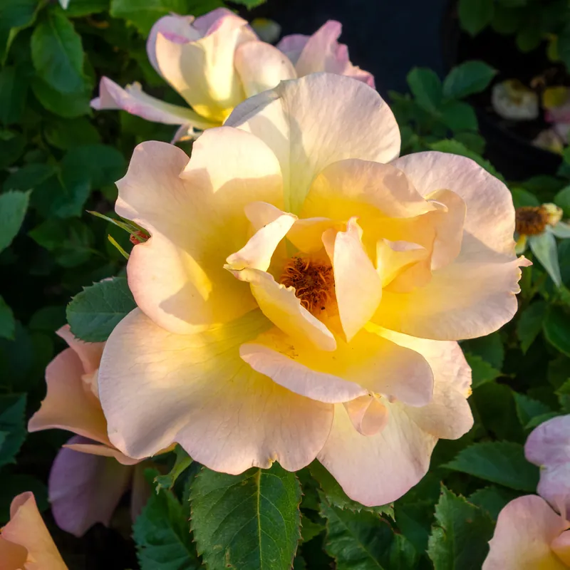 Rosa Morden Sunrise, Kanadensisk Buskros | Extra bra pris