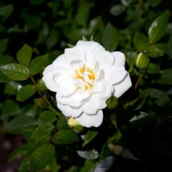 White Cover (Poulcov ®), Marktäckarros, C4 - Nyligen tillagt
