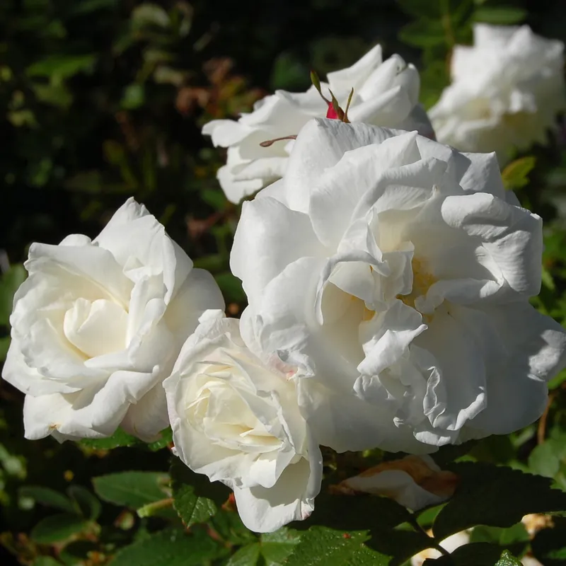 Rosa Marie Bugnet, Kanadensisk Buskros - Fabrikspris