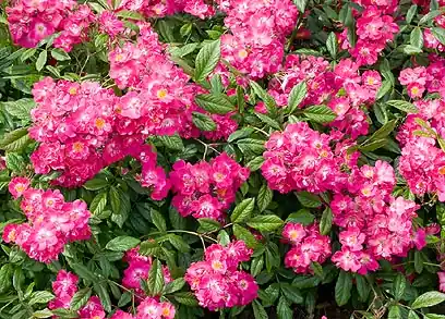 Rosa moschata Robin Hood, Moschataros | Hög kvalitet