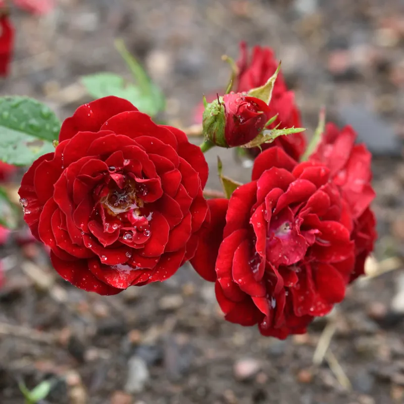 Rosa Velvet Cover ®, Marktäckarros | Köp direkt