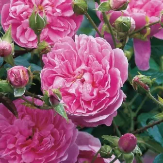 Ta chansen | Rosa austin Harlow Carr, Engelsk Buskros