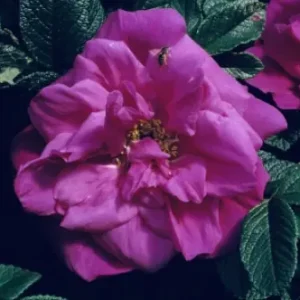 Kampanjen går snart ut | Rosa rugosa Moje Hammarberg, Rugosaros