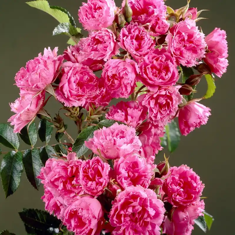 Rosa rugosa Pink Grootendorst (F. J. Grootendorst Pink), Nejlikros - Sänkt pris