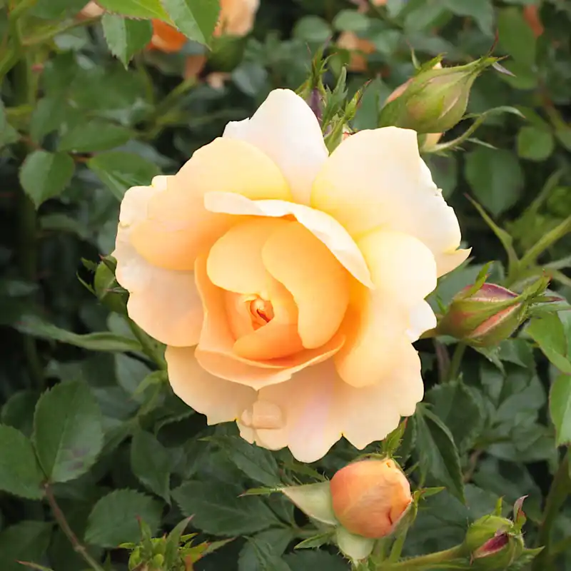 Under begränsad tid | Rosa Amber Cover ®, Marktäckarros