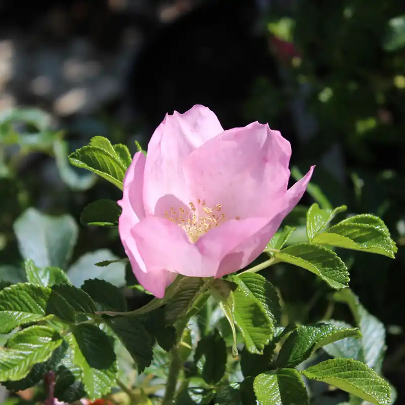 Rosa rugosa Fru Dagmar Hastrup, Rugosaros | Efterfrågad
