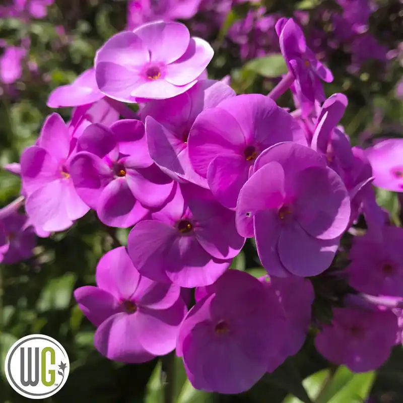 Phlox paniculata Fashionably Early Flamingo ®, Höstflox - Nytt i sortimentet