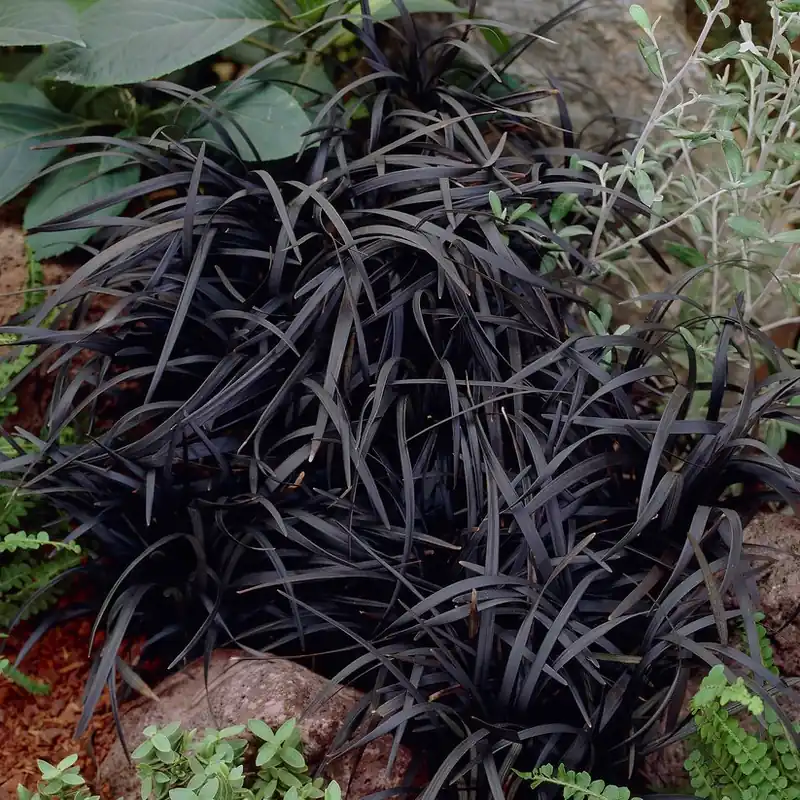 Köp idag | Ophiopogon planiscapus Kokuryu (Niger), Mörkt Ormskägg