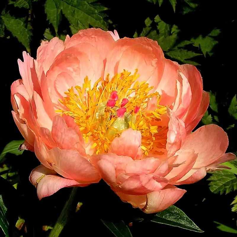 Precis lanserat | Paeonia lactiflora Coral Charm, Luktpion, (höstleverans)