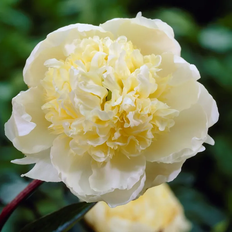 Paeonia lactiflora Charlie´s White, Luktpion, (höstleverans) - Tryggt köp
