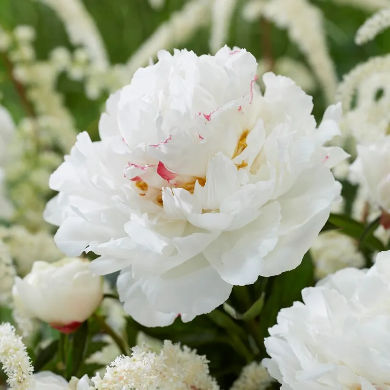 Storsäljare | Paeonia lactiflora Festiva Maxima, Luktpion, (höstleverans)