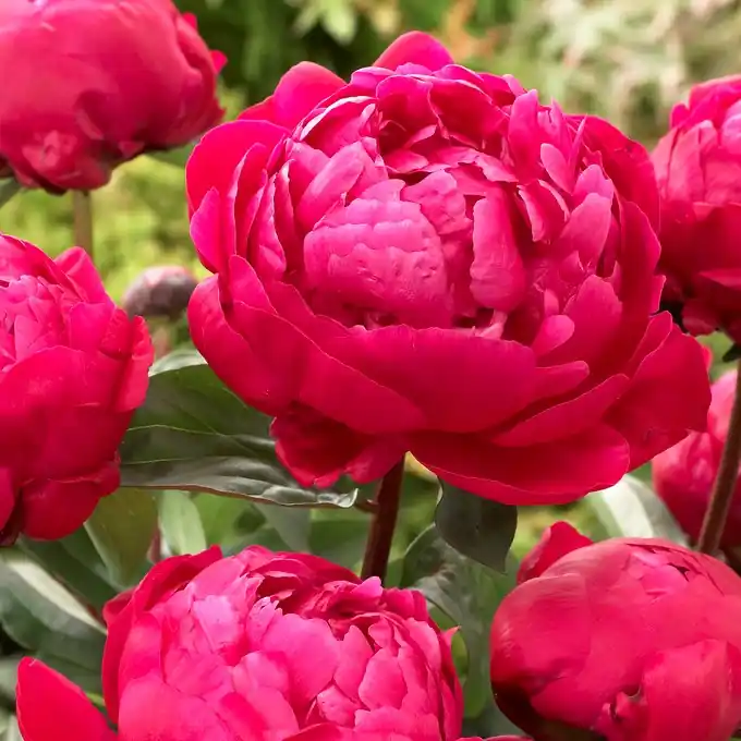 Nytt lägre pris - Paeonia lactiflora Red Sarah Bernhardt, Luktpion, (höstleverans)