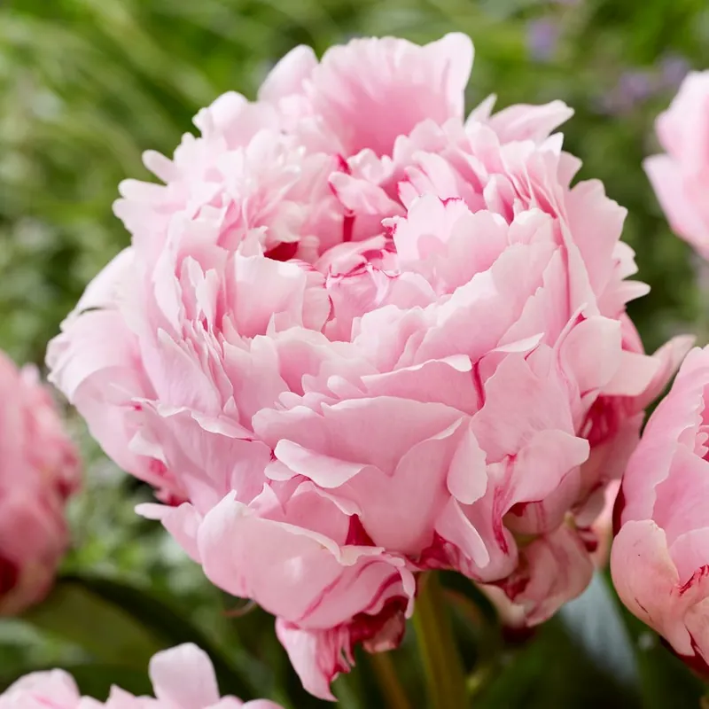 Paeonia lactiflora Sarah Bernhardt., Luktpion, (höstleverans) - Köp nu
