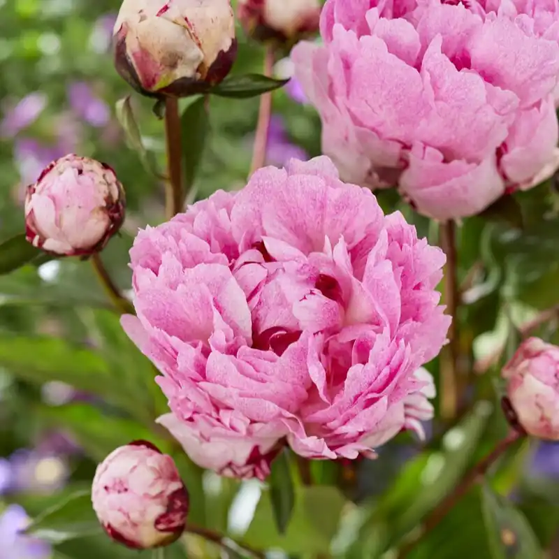 Paeonia lactiflora The Fawn, Luktpion, (höstleverans) - Fyndpris