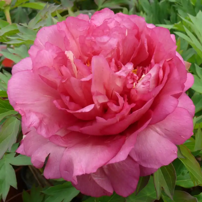 Trygg betalning - Paeonia itoh hybr. Hillary, Itoh Pion, (höstleverans)