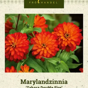 Zinnia marylandica Zahara Double Fire, Zinnia, Maryland-, Zahara Double Fire - Favorit hos kunderna