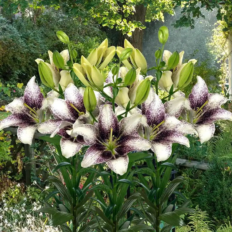Lilium hybr. Easy Spot, Asiatisk Lilja, P11cm | Premiumkvalitet