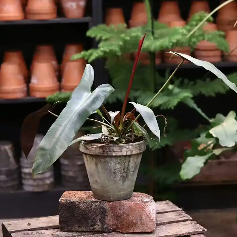 *Kampanj* Philodendron atabapoense (15 cm) | Klar att skickas