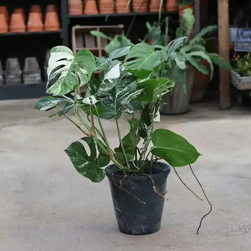 *Kampanj* Monstera borsigiana ’Variegata’ (XXL) | Rekommenderas