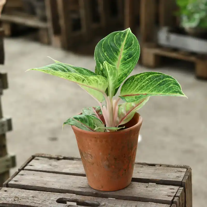 Nyinkommet - Aglaonema ’Iguana Red’